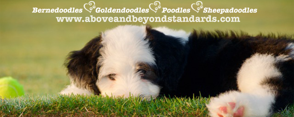 Our Giant Sheepadoodle: The Good, Bad & The Smelly - Chrissy Marie Blog