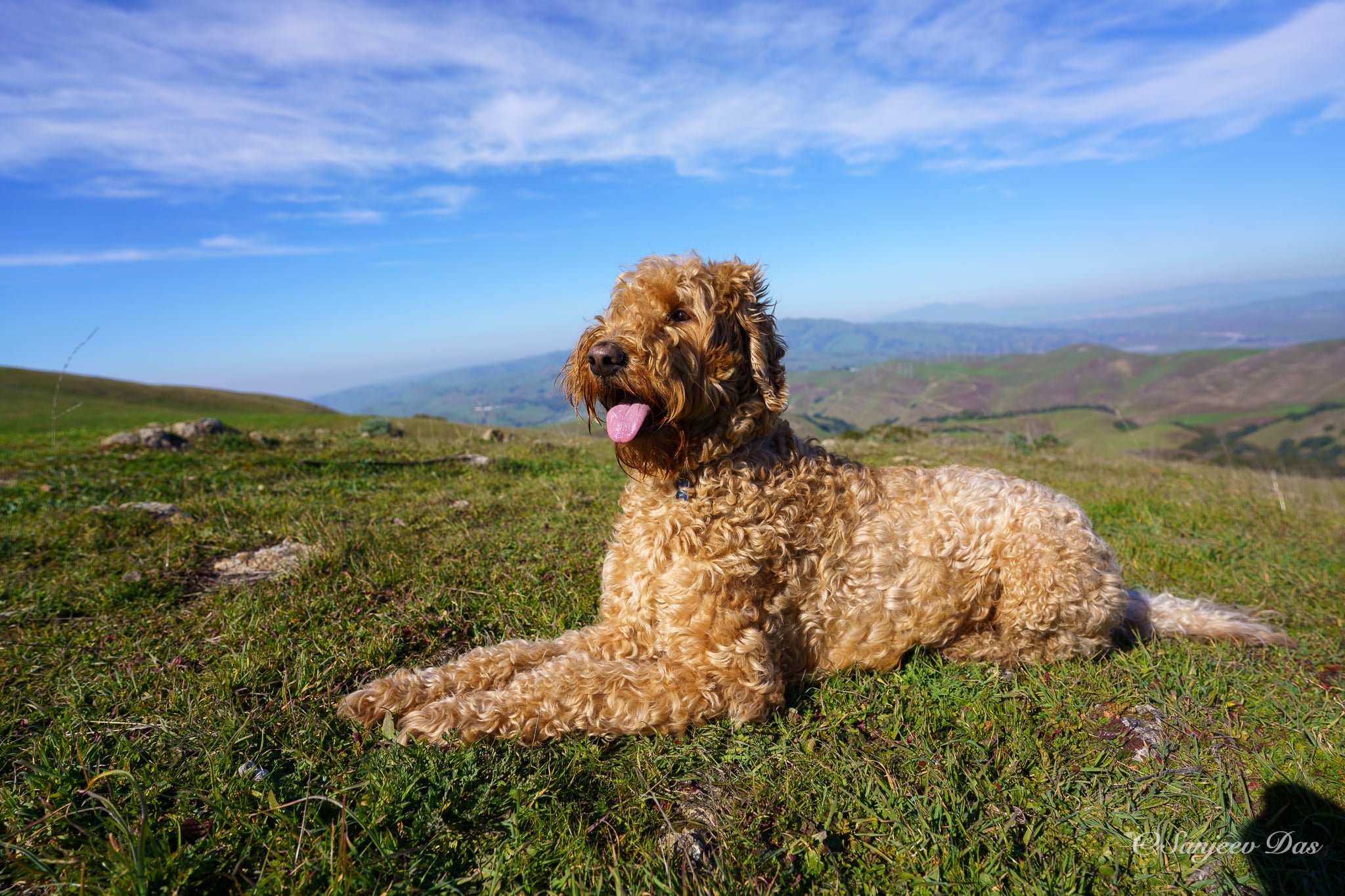 Above and Beyond Standards English Goldendoodle