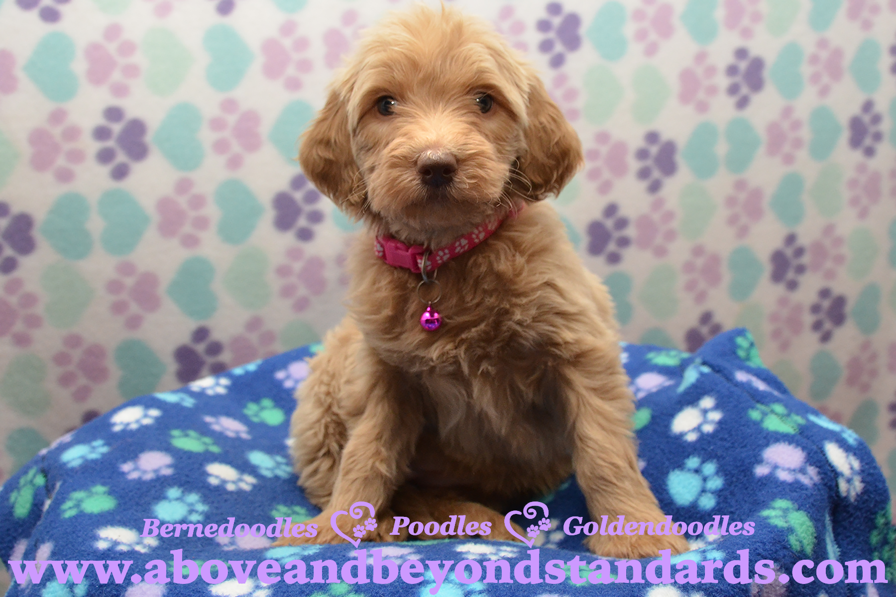 Girl Bright Pink