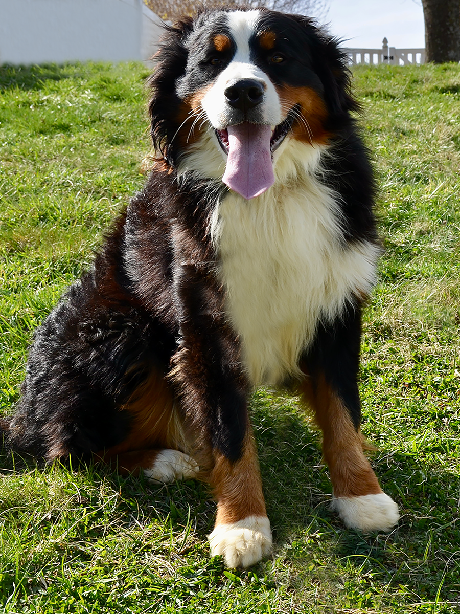 Luka (Sire)