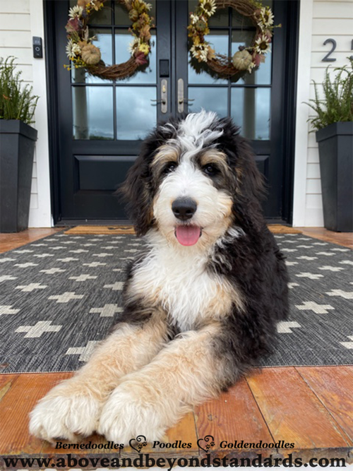 Tricolor F1 & F1B Bernedoodle Puppies Available For Sale North Carolina