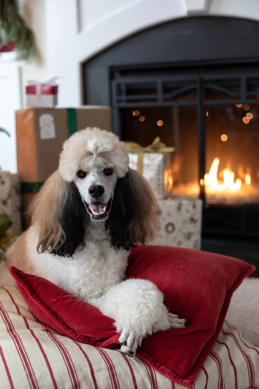 AKC Standard Poodle Puppies Available For Sale North Carolina — Above