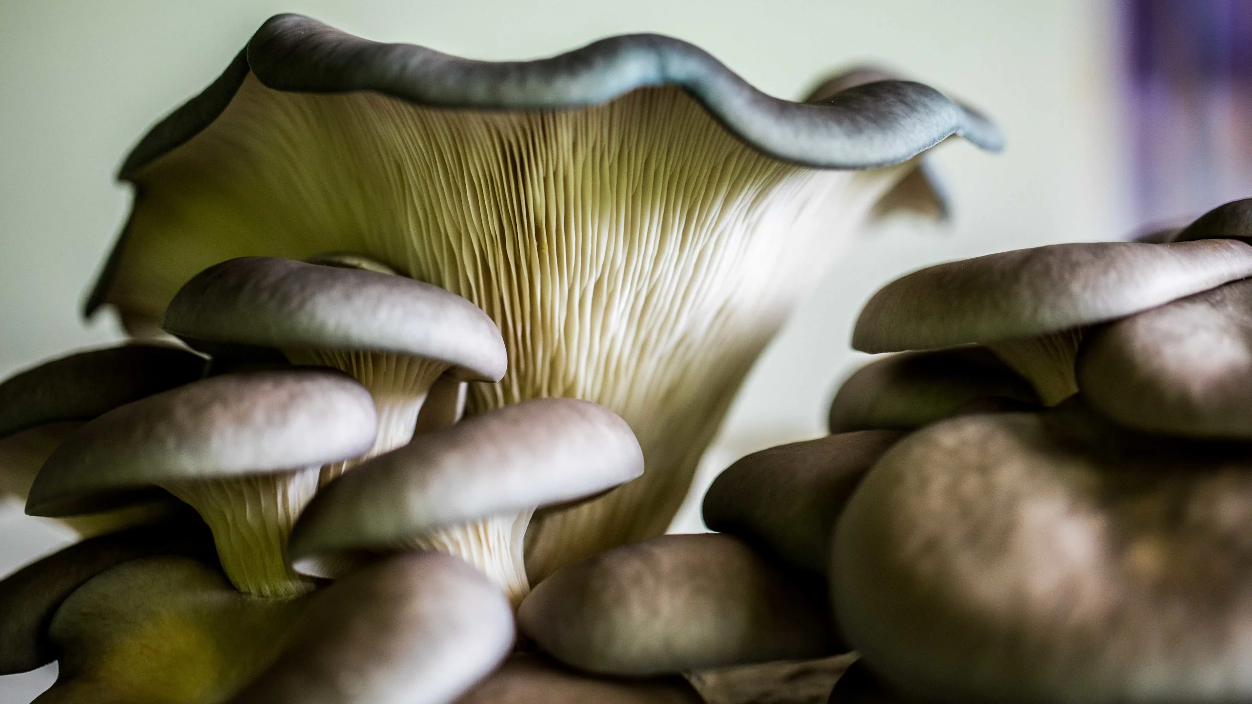 The secret life of mushrooms.jpg