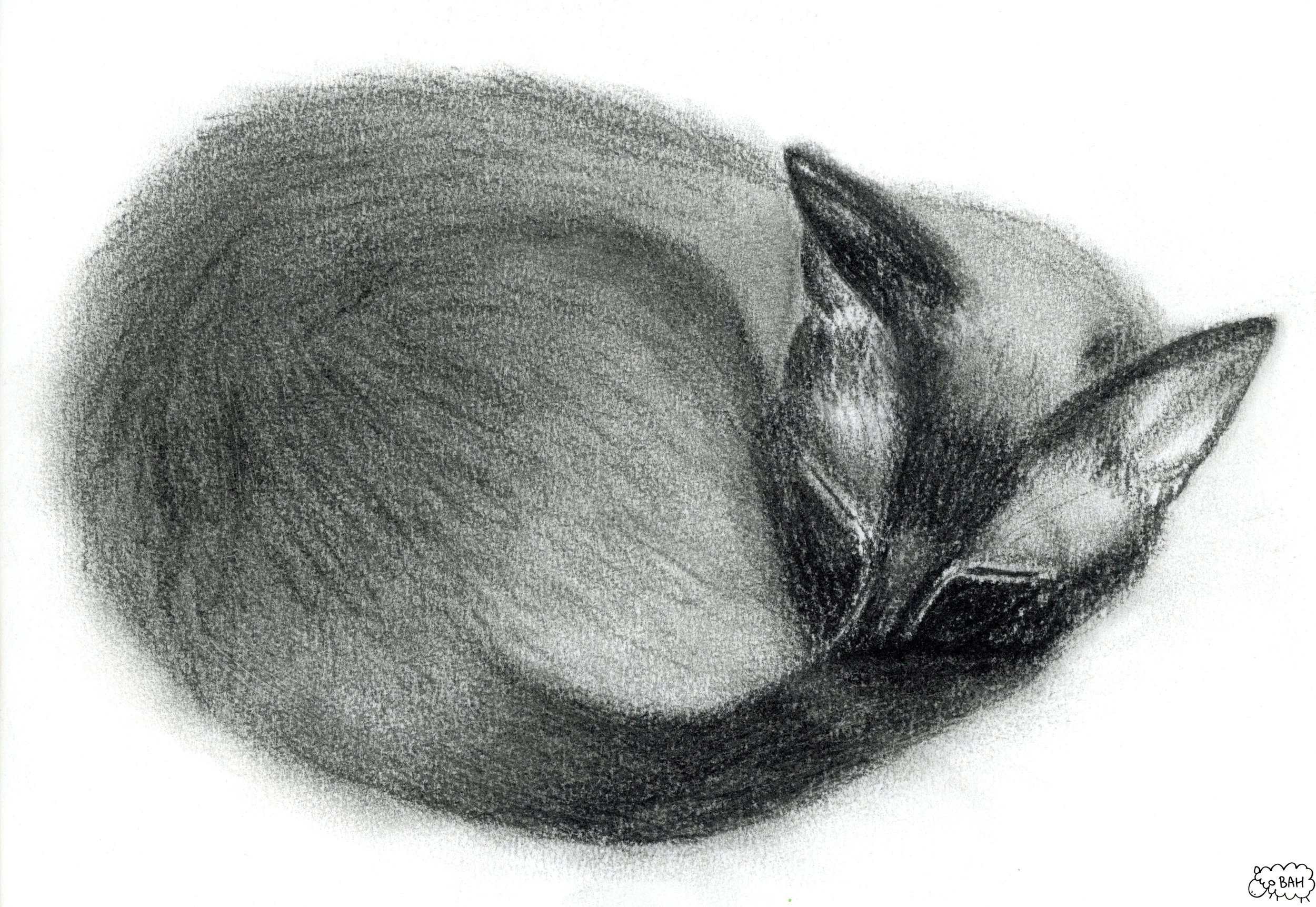 Cat Sleeping.jpg