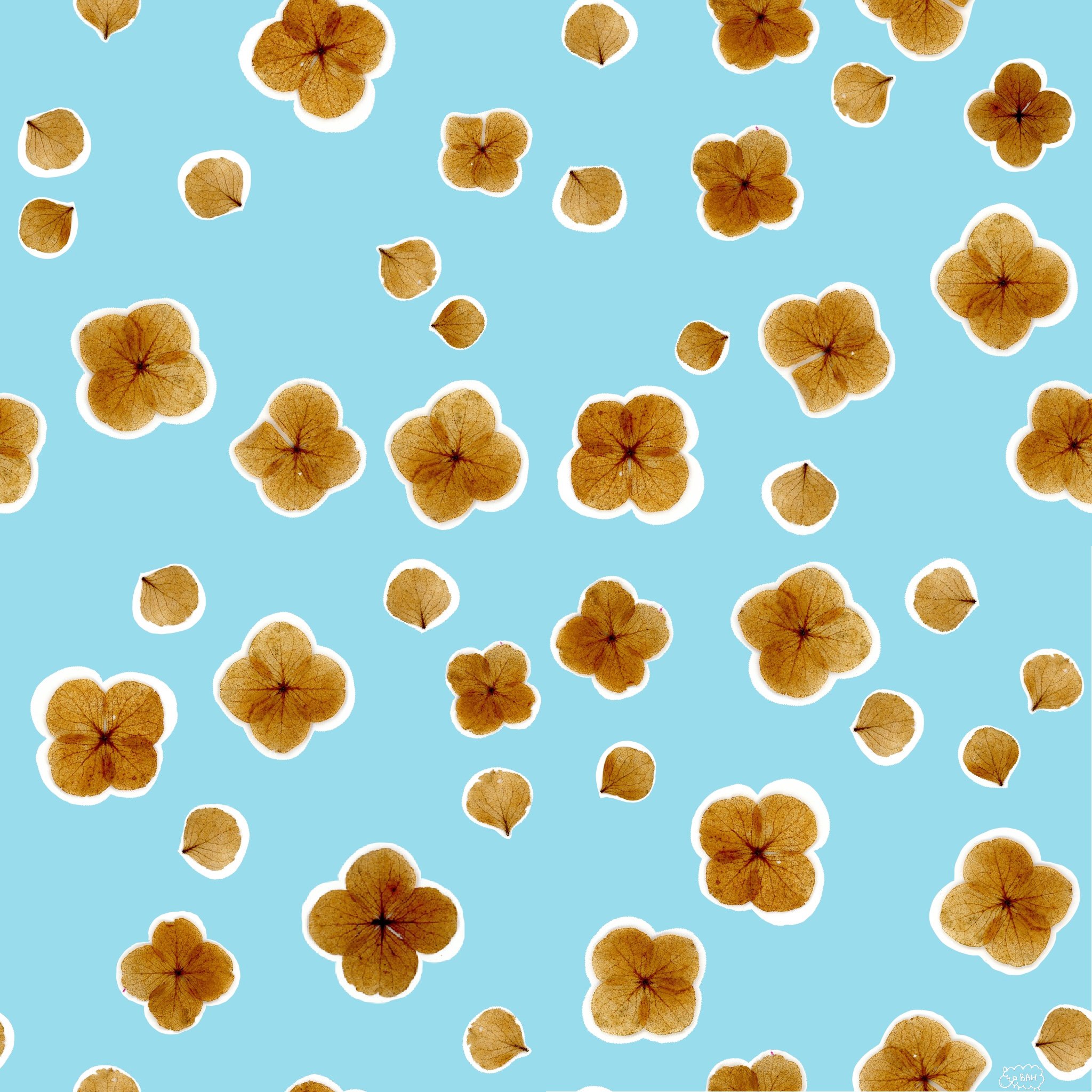 Hydrangea Petals.jpg