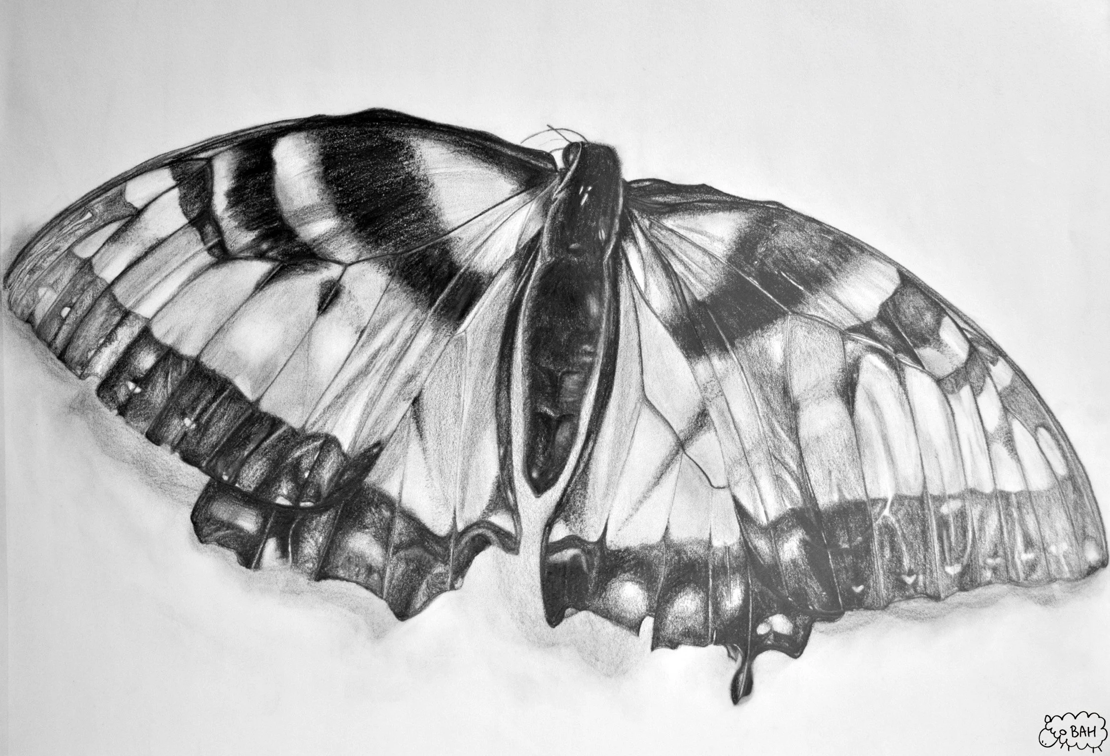 Butterfly.jpg