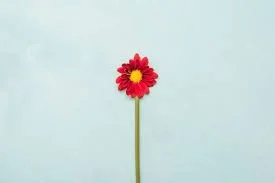 Free Flower