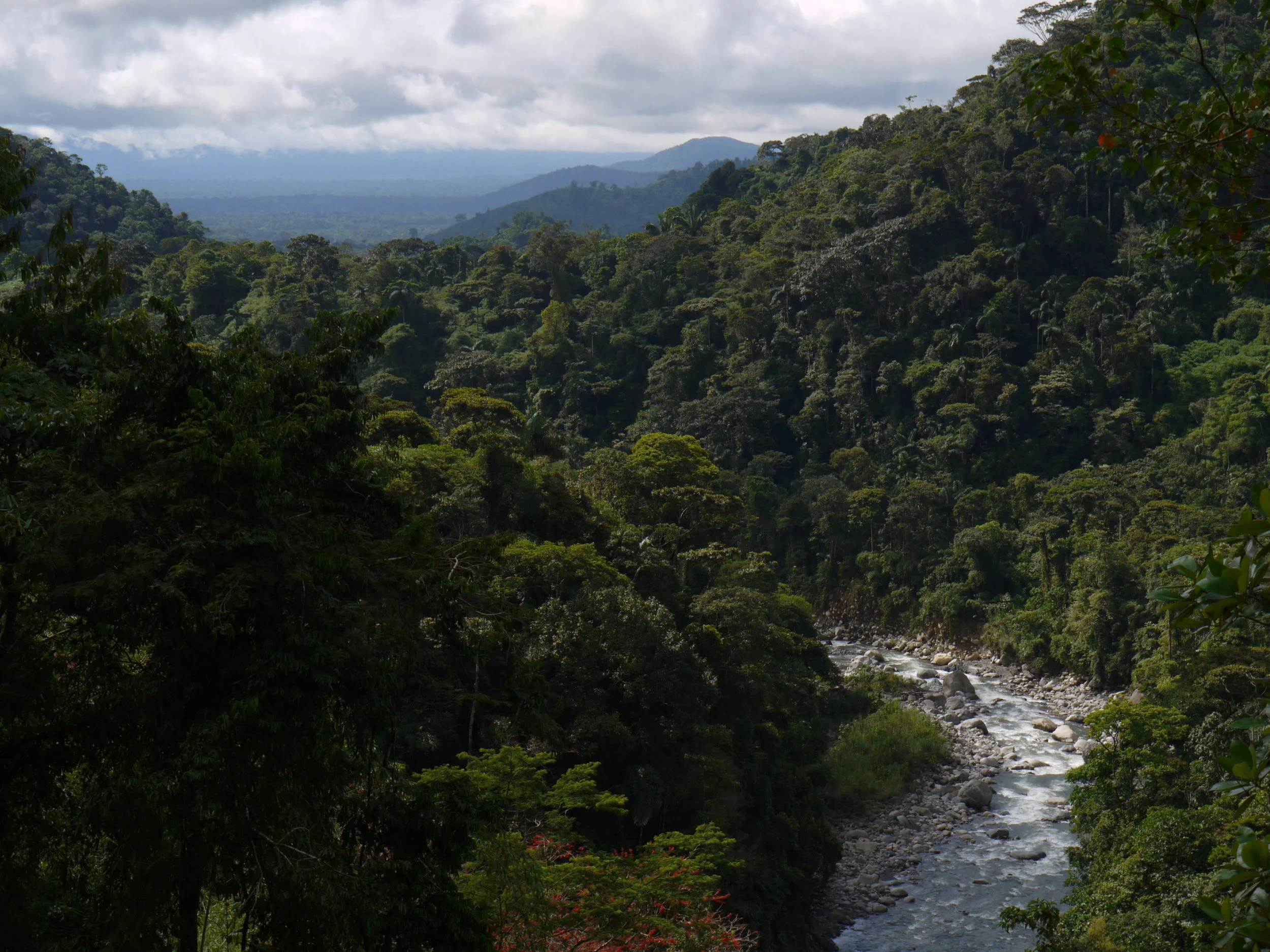 Tropical Ecology