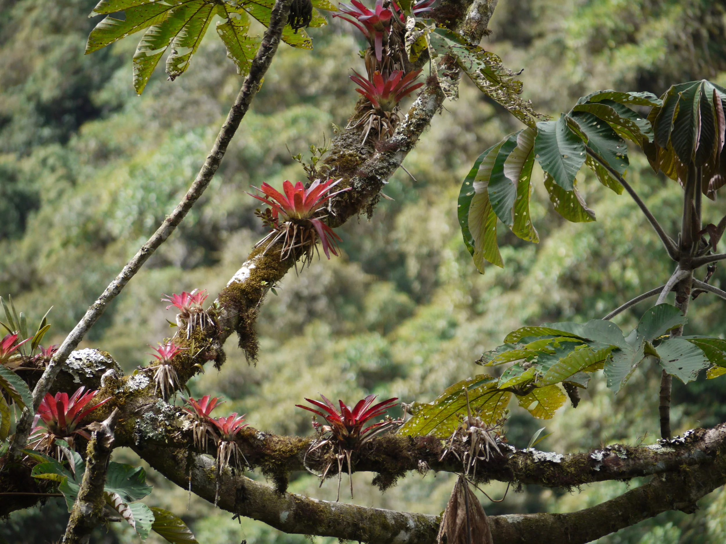 Tropical Ecology