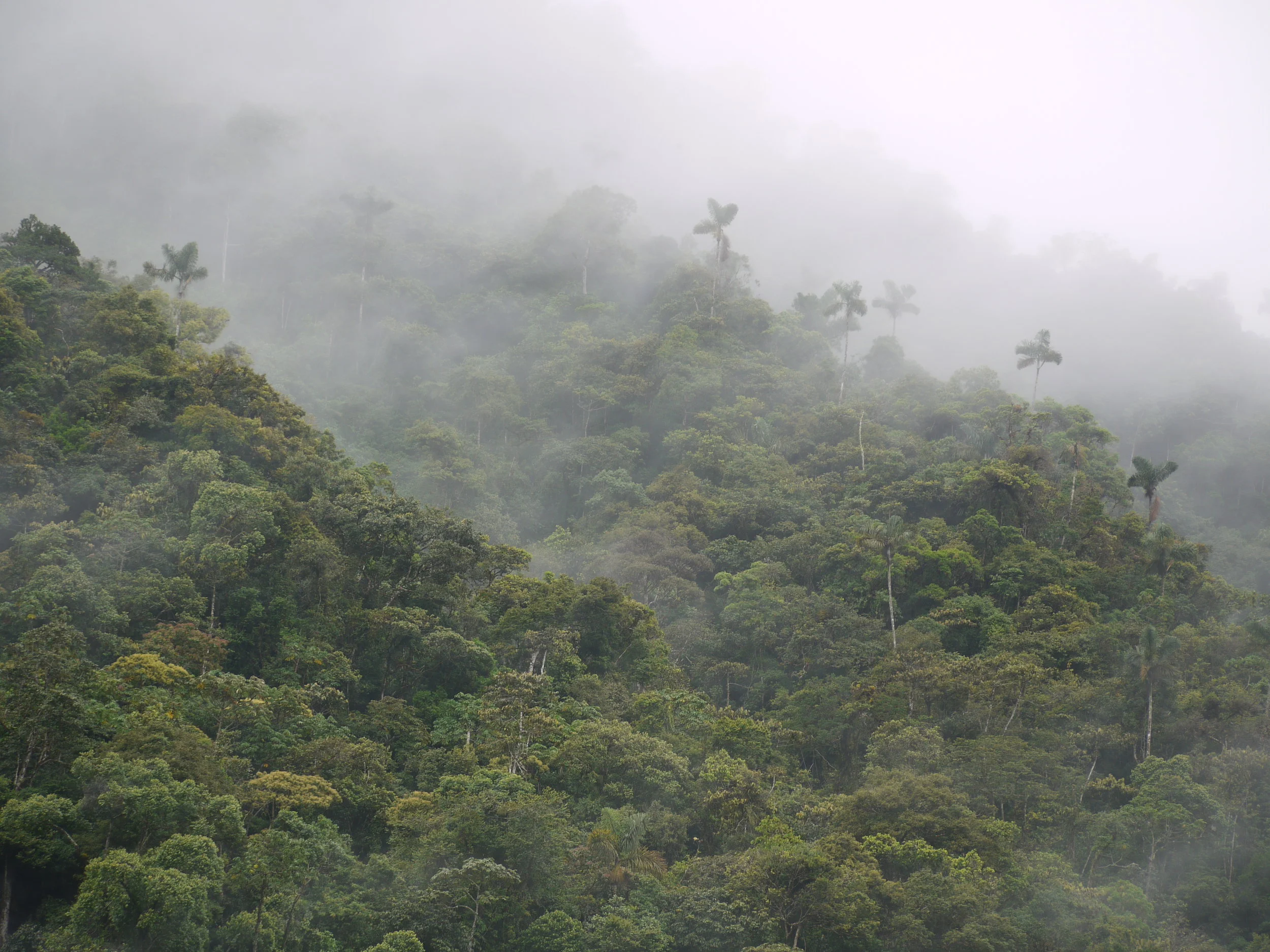 Tropical Ecology