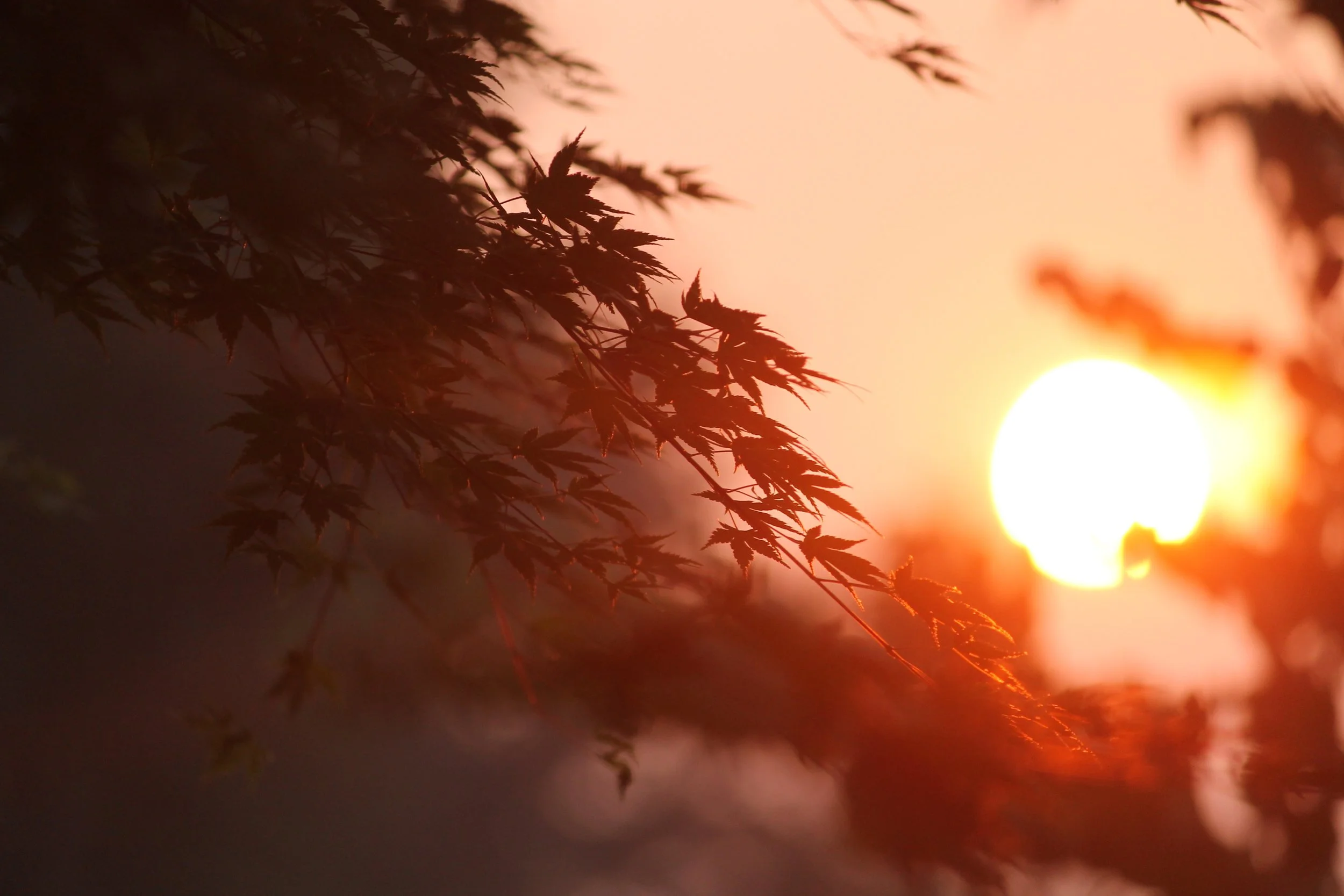 Afternoon sun shining through trees.
