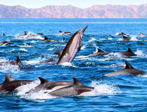 canva-dolphin-patrol-MAA8oyLpRx4.jpg