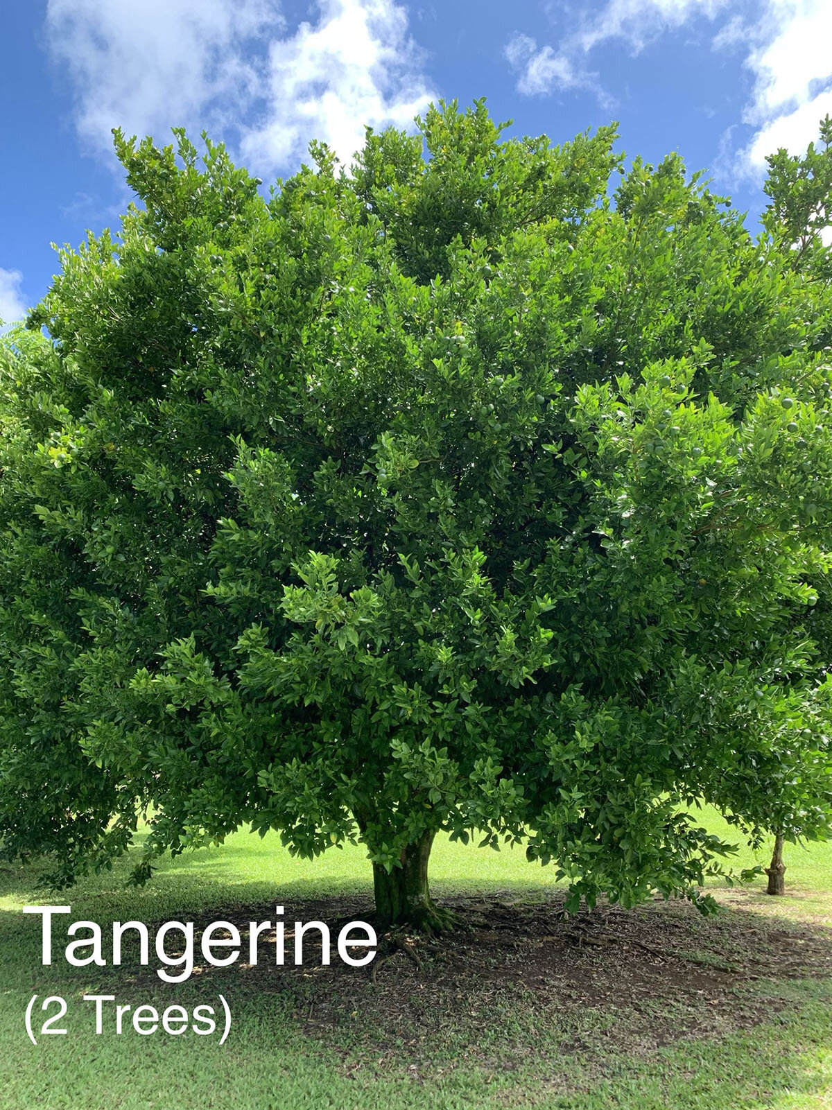 Tangerine.JPG
