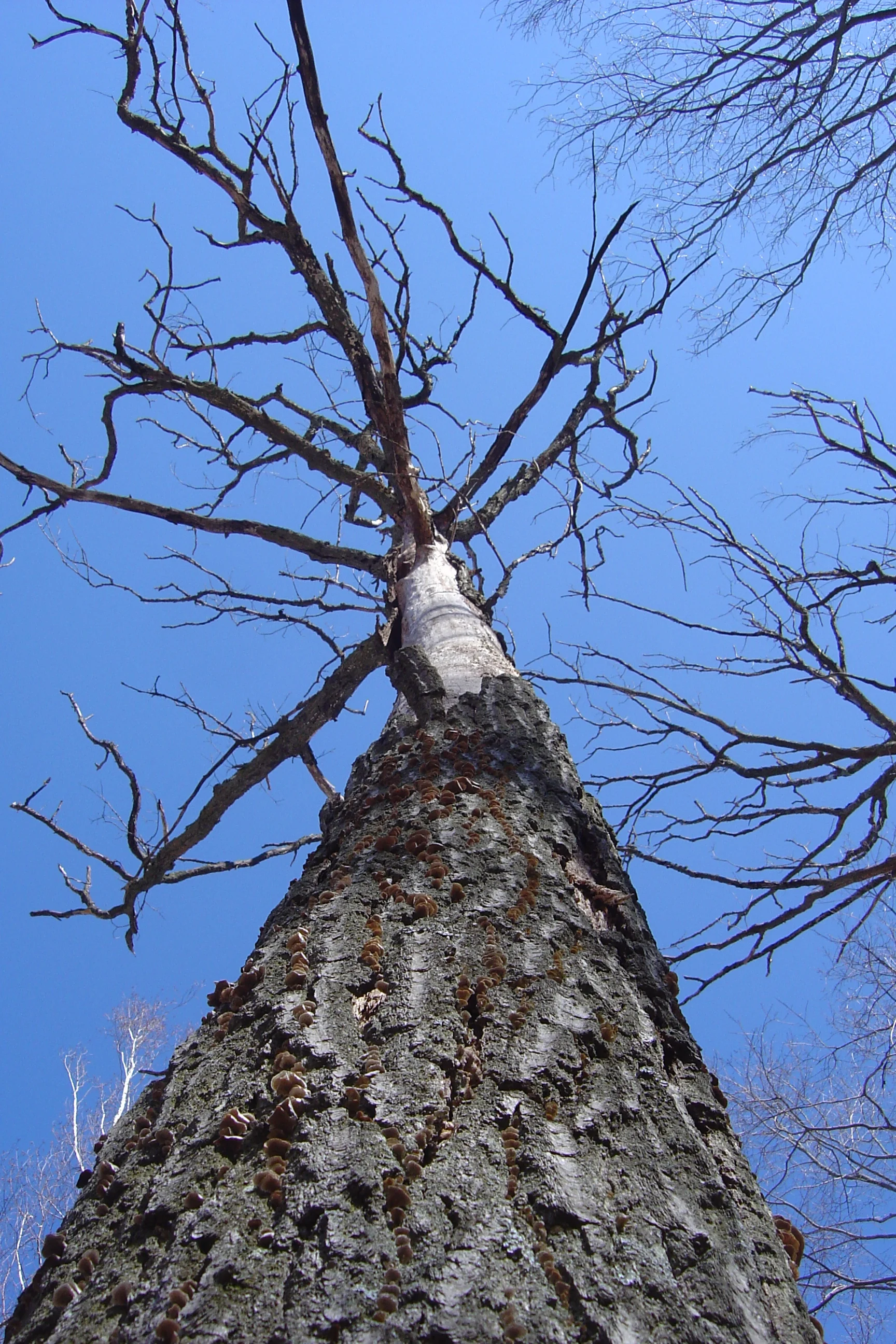 Tree and Twig Harvesting