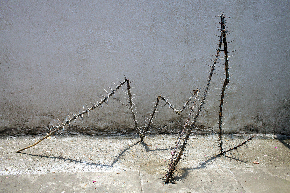 Serpiente de ocotillo.jpg