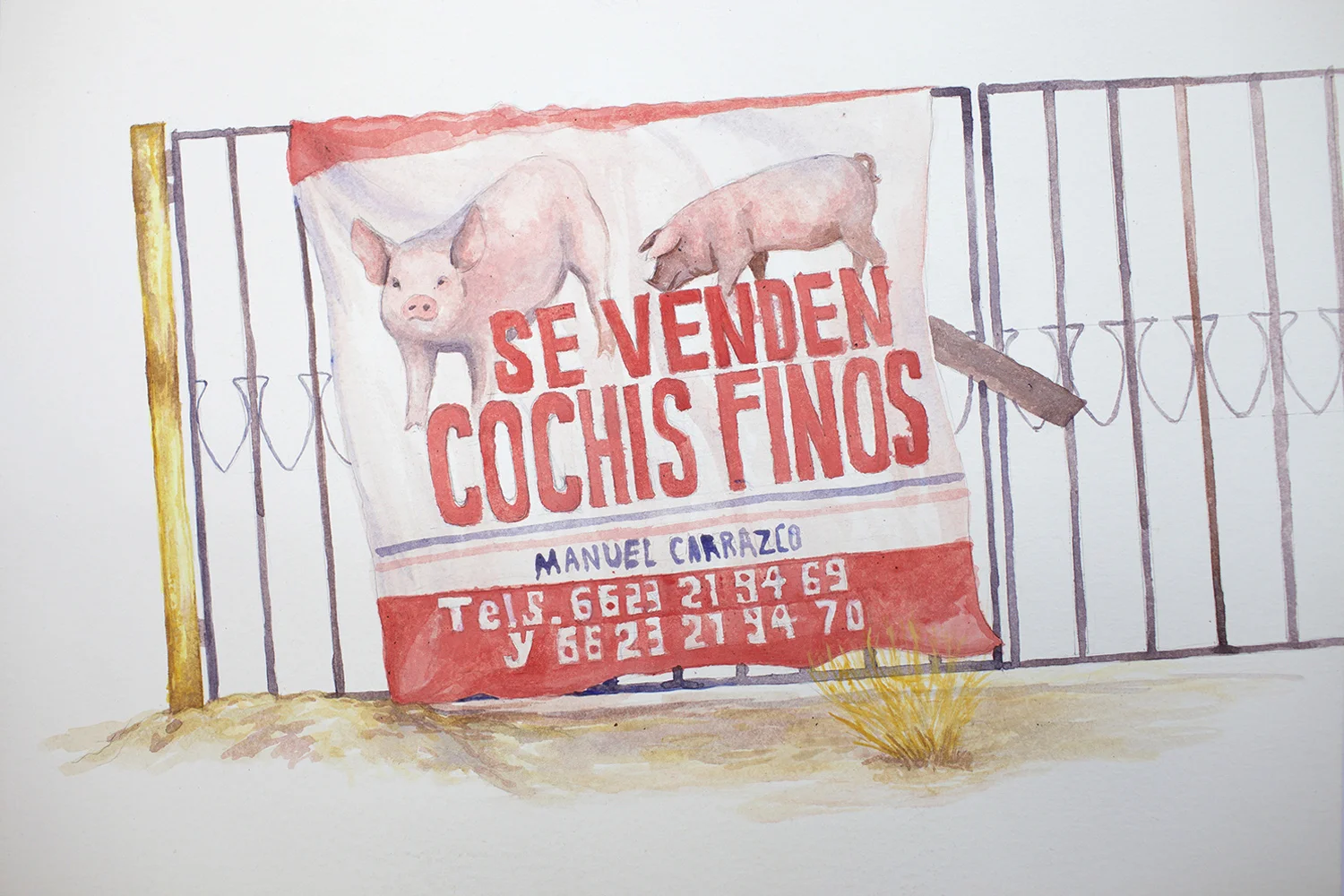 Se venden cochis finos 2018 Acrílico sobre papel 35 x 50cm
