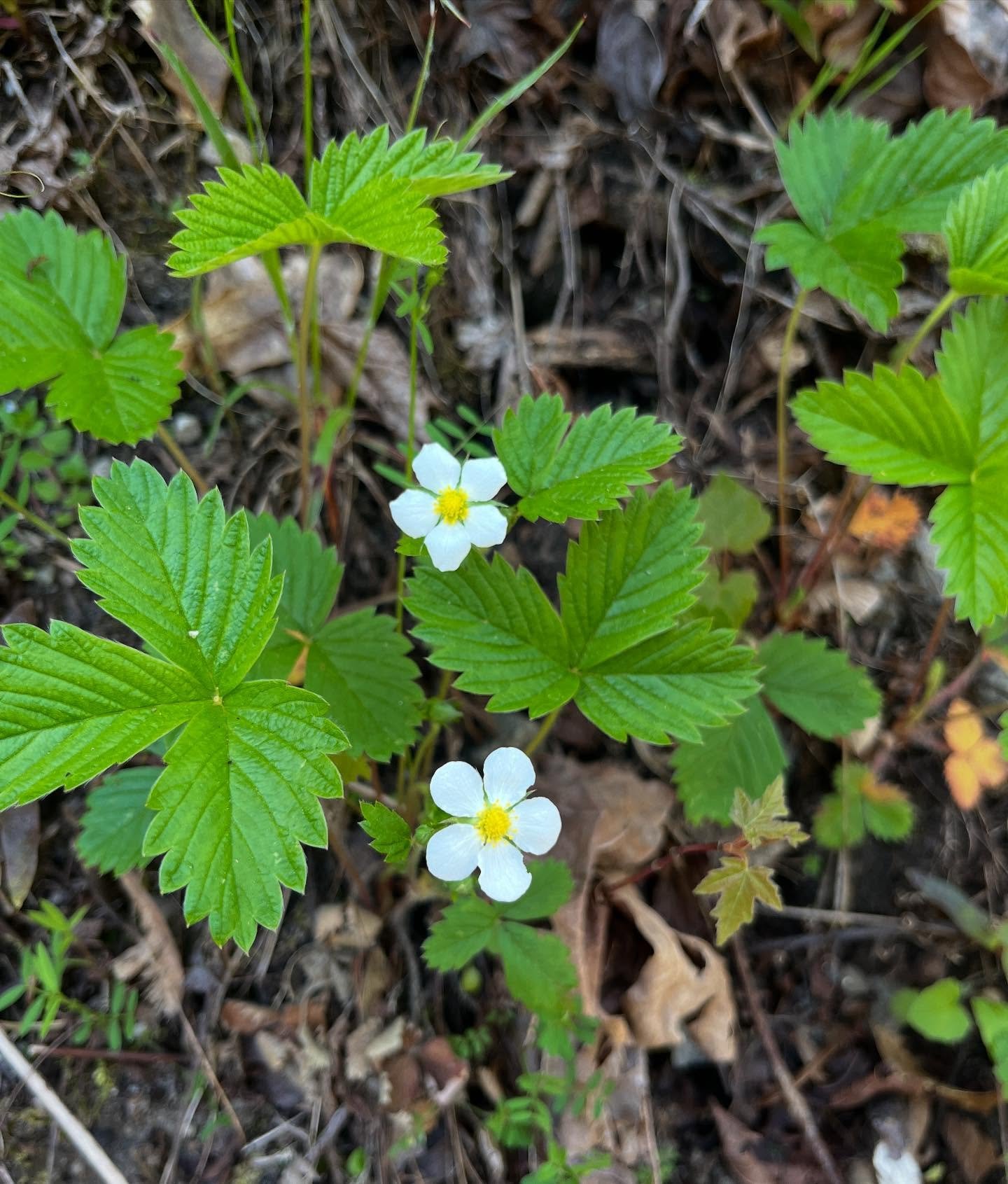 Wild strawberry flowers are popping in the PNW! 🍓