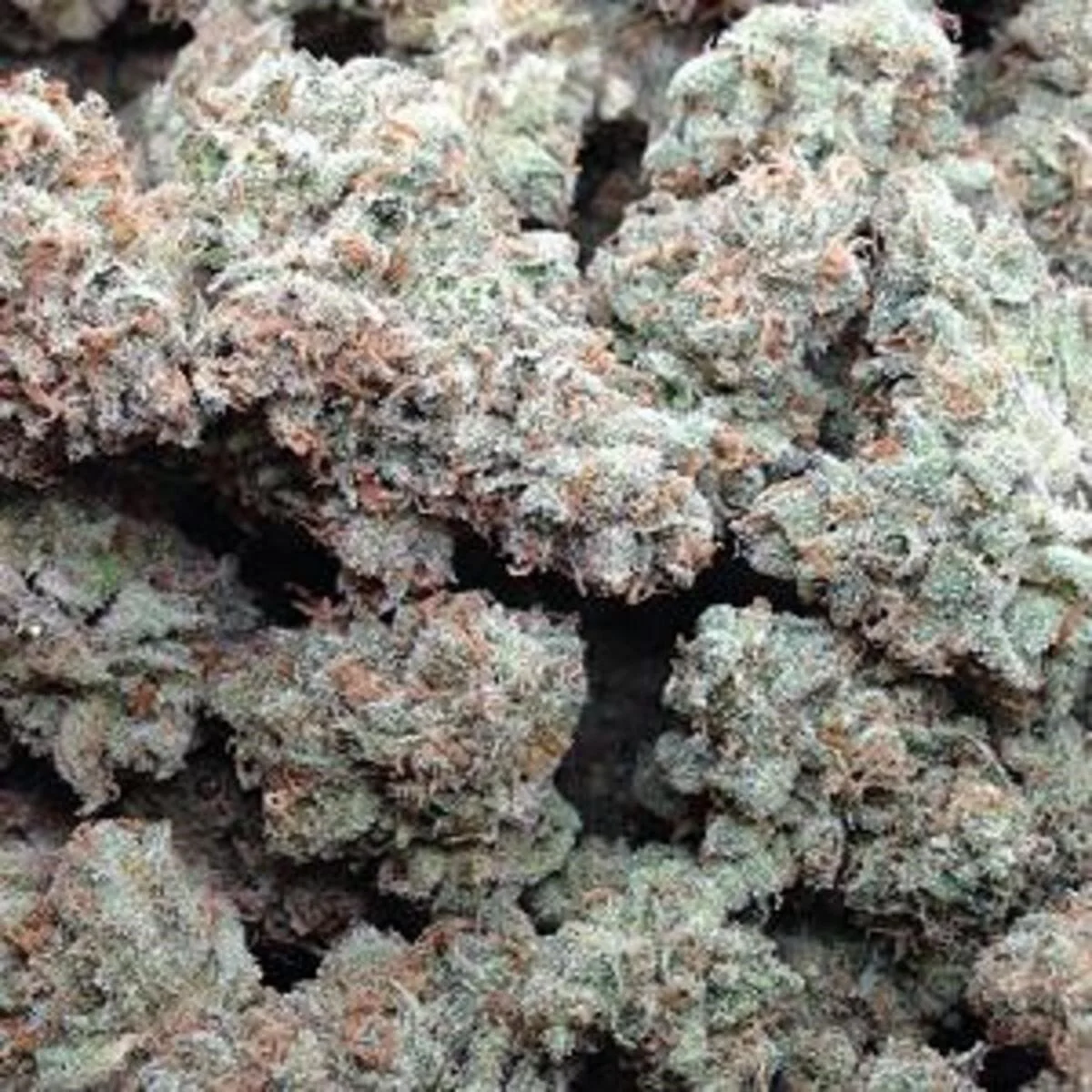 jack herer.jpg