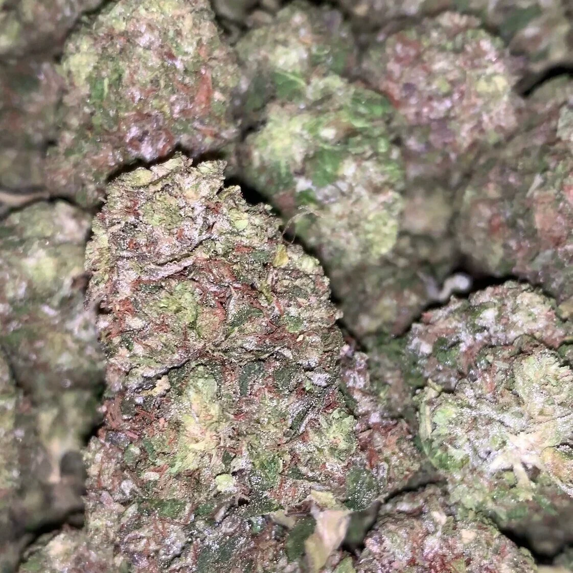 Notorious+THC.jpg