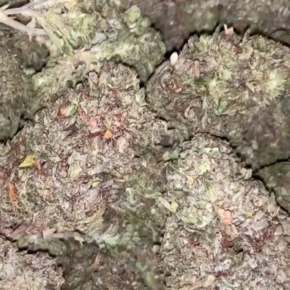 Caramel%2BCreme.jpg
