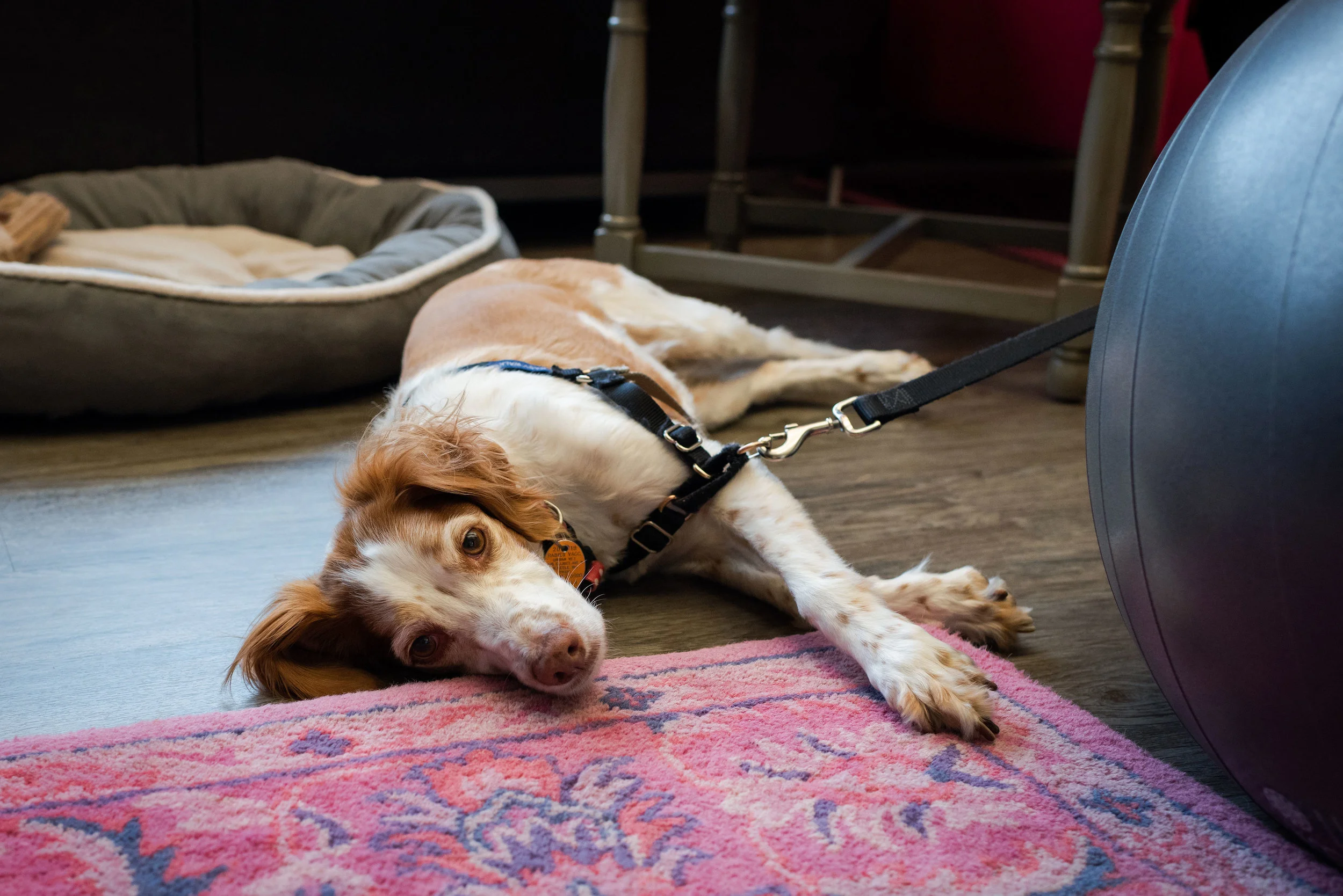 Pictured: Resident non-human Nala, Karen’s constant companion.