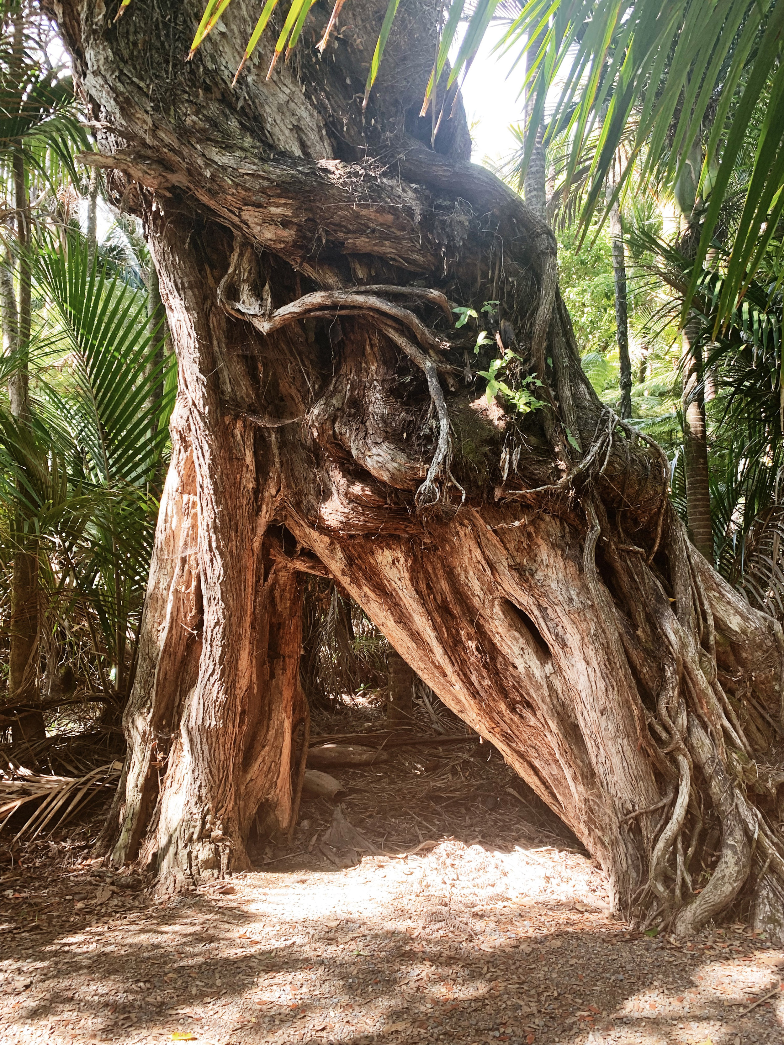 an old tree at famous piha beach 