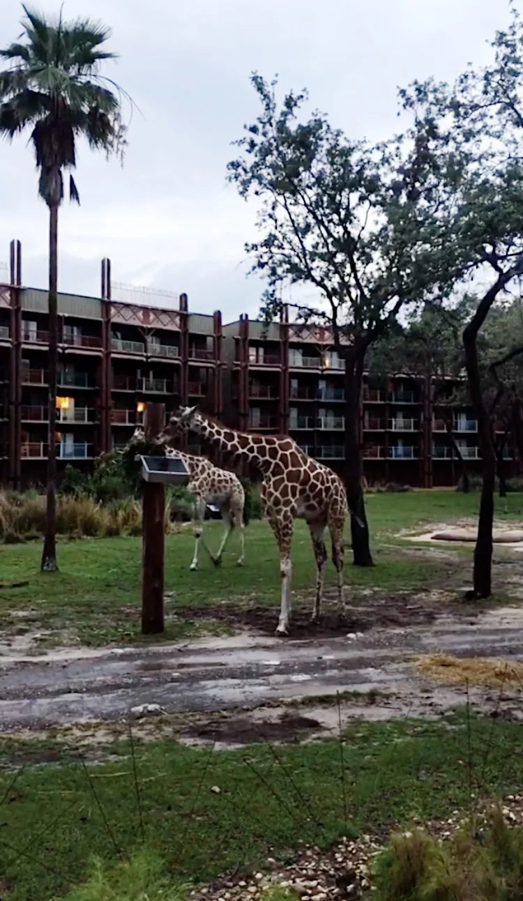 animals in DISNEY WORLD IN THE SPRING