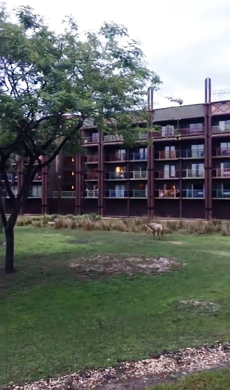 weather in DISNEY WORLD IN THE SPRING