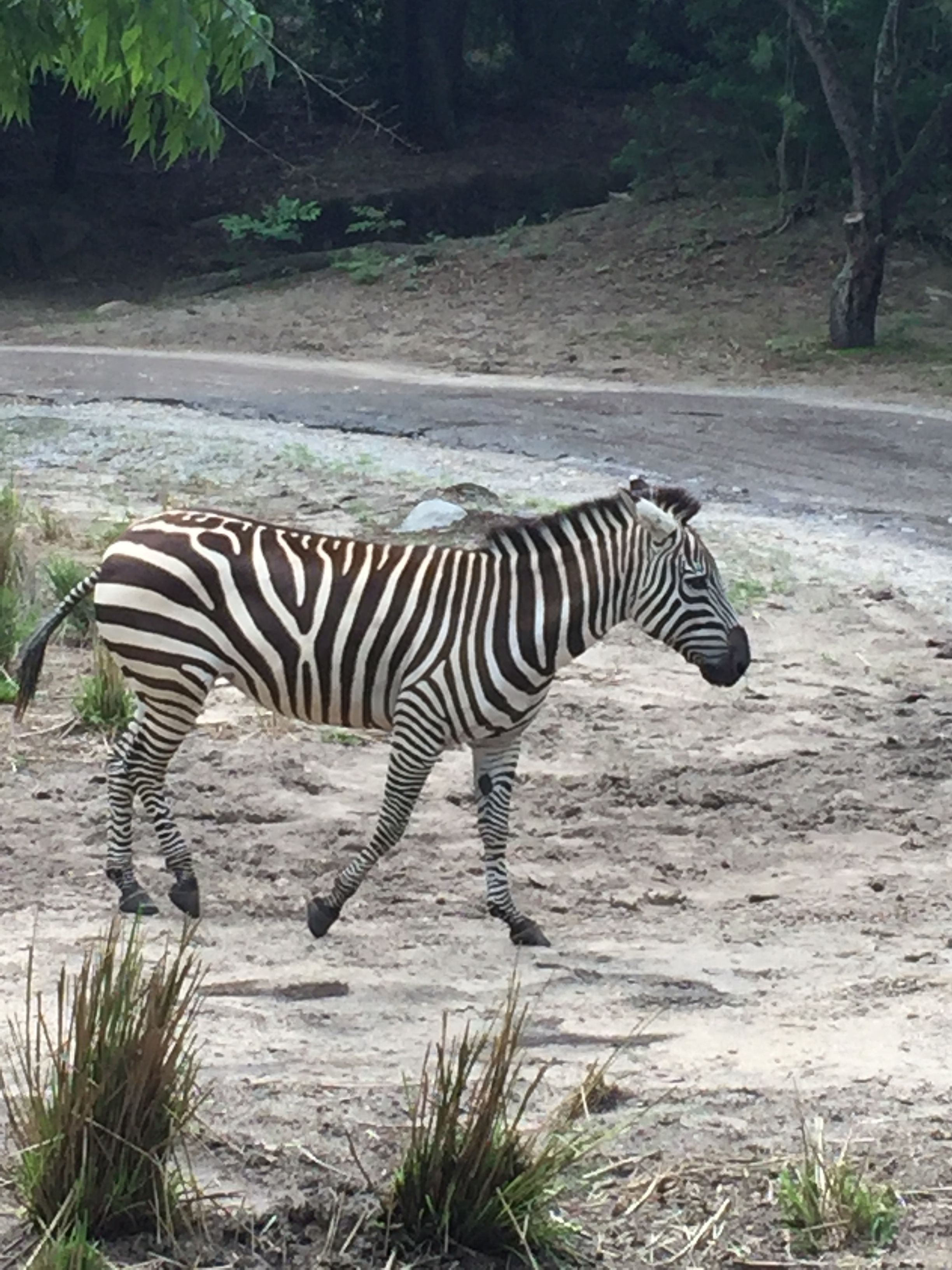 Zebra in DISNEY WORLD IN THE SPRING