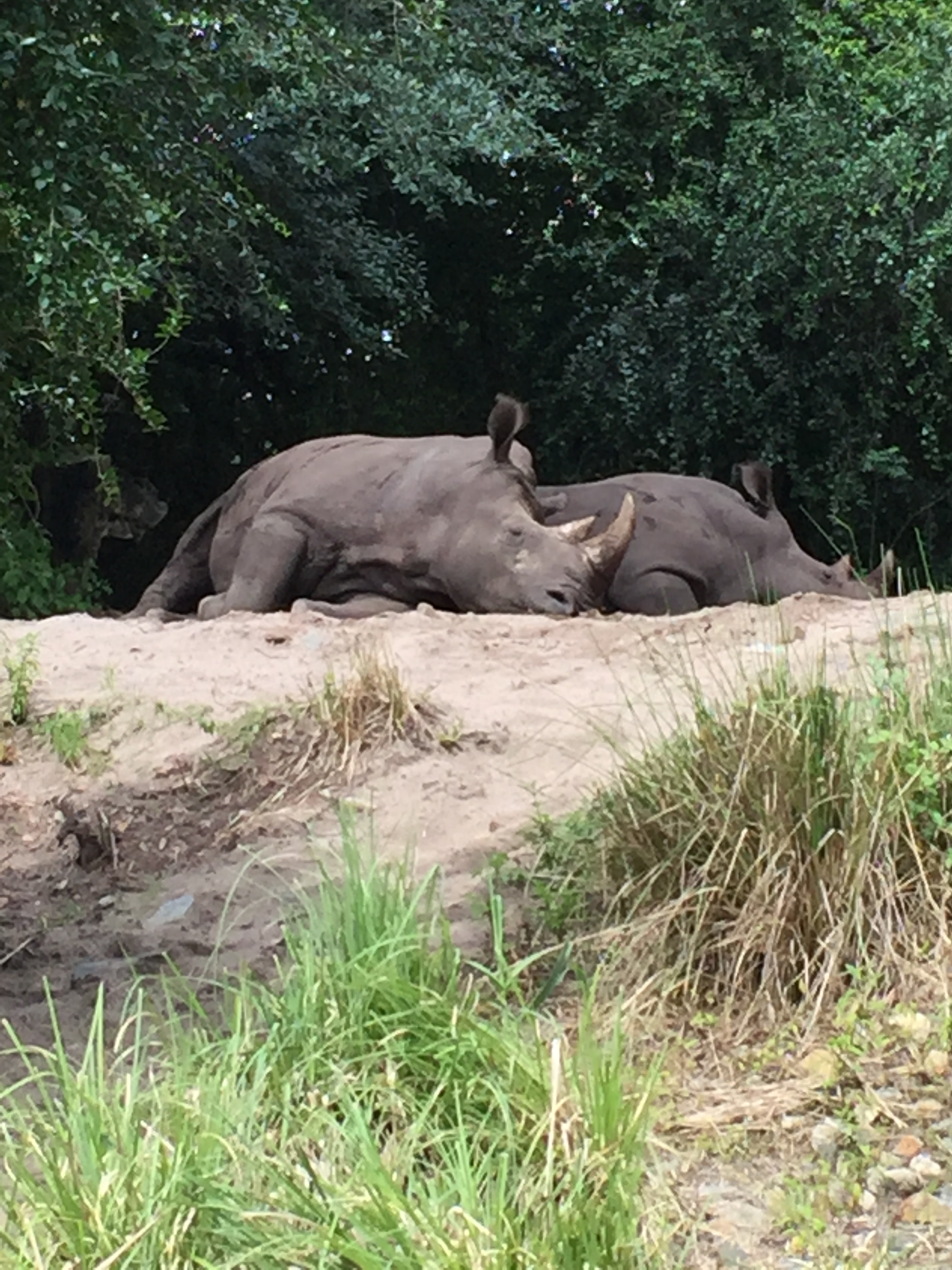 rhino in DISNEY WORLD IN THE SPRING
