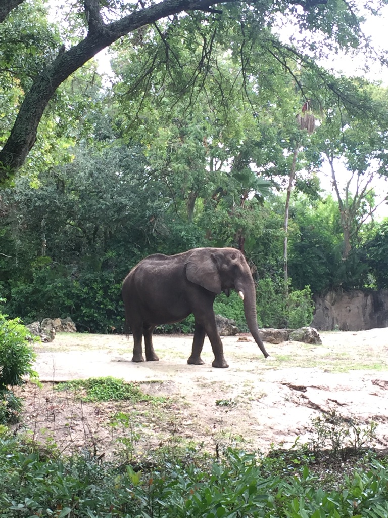 elephant in DISNEY WORLD IN THE SPRING