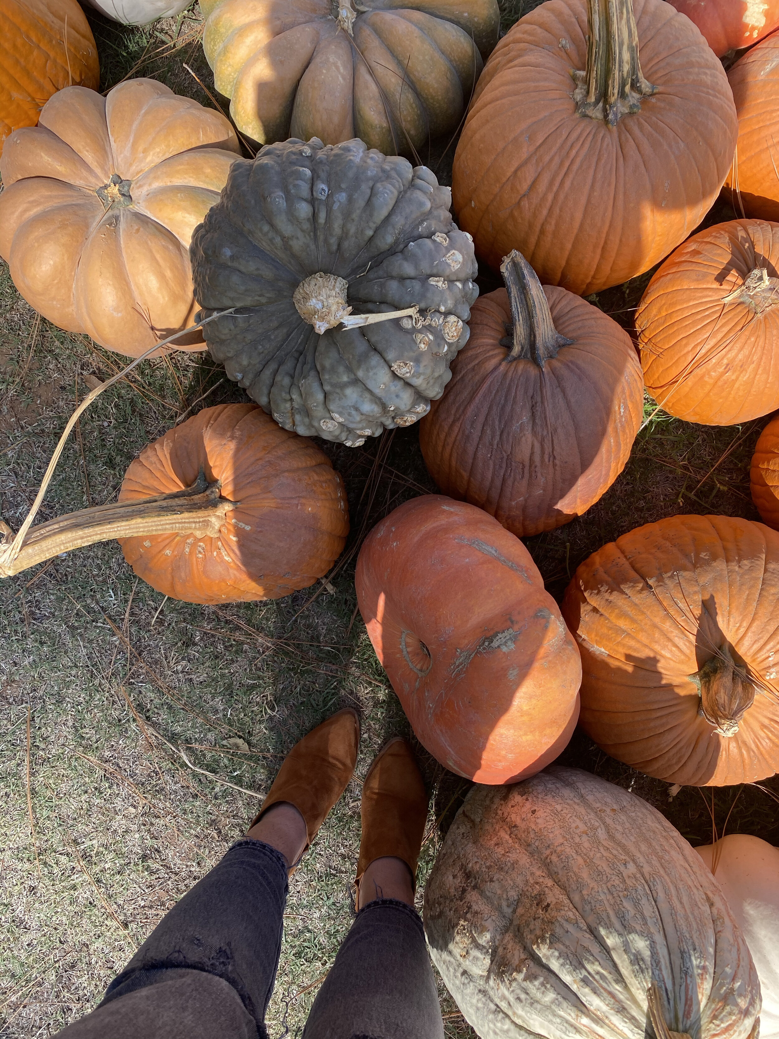 pumpkins on the ground 