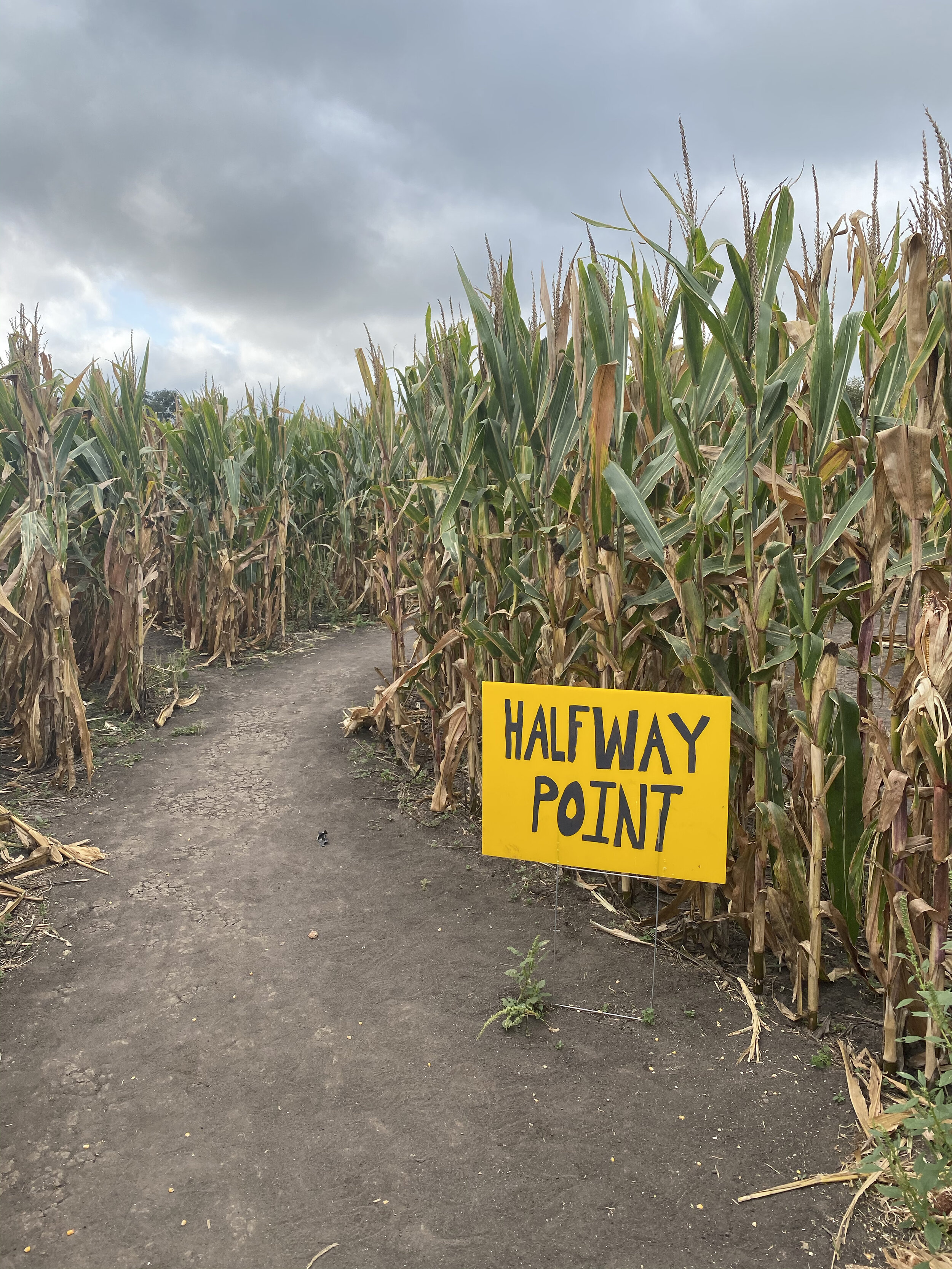 cornfield way