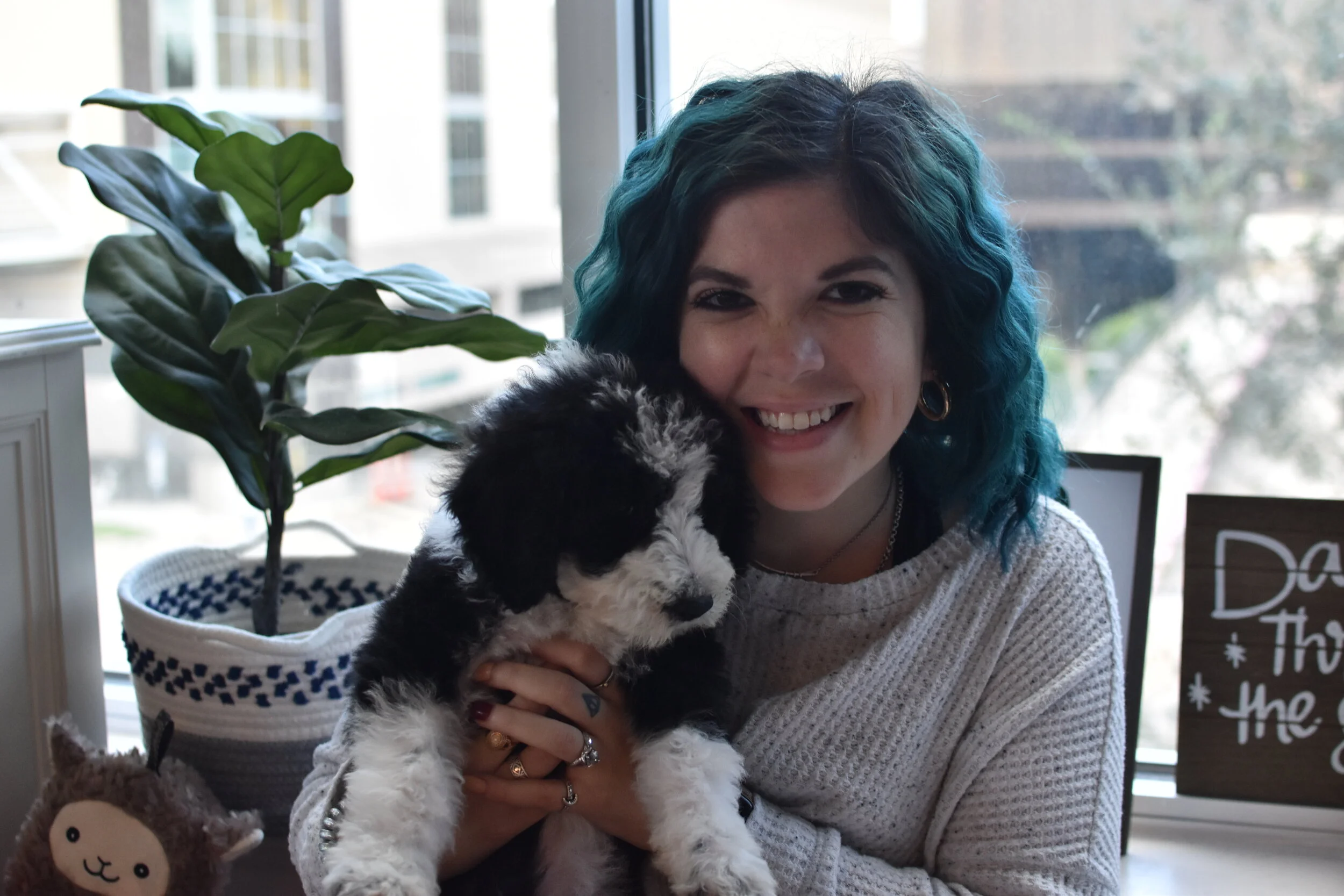 MEET OLIVE THE SHEEPADOODLE PUPPY