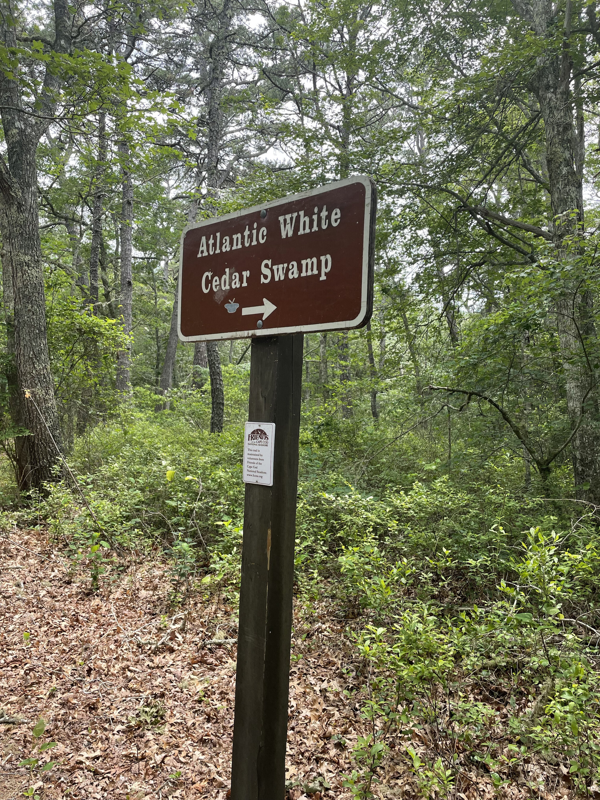 Atlantic White Cedar Swamp Trail at The Cape Cod National Seashore