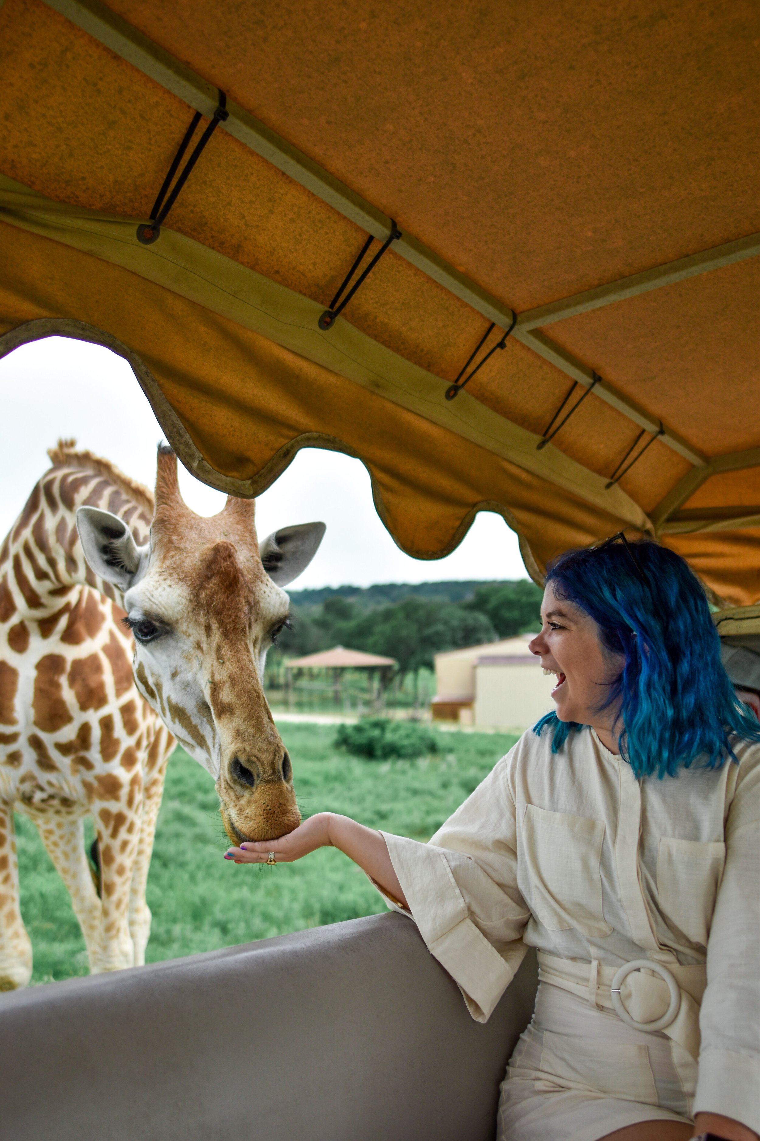 woman feeding a giraffe 