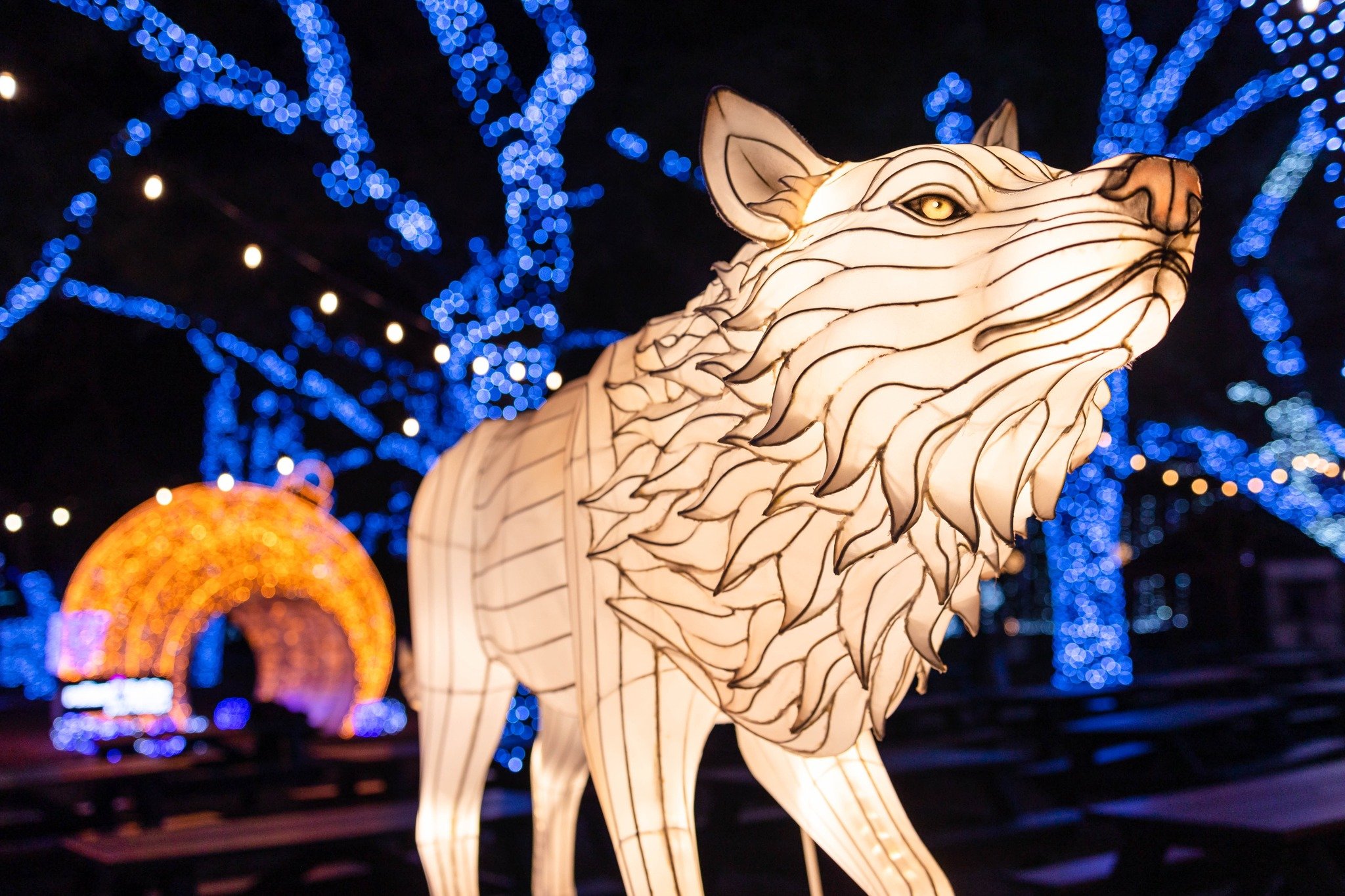 DALLAS ZOO LIGHTS.jpeg