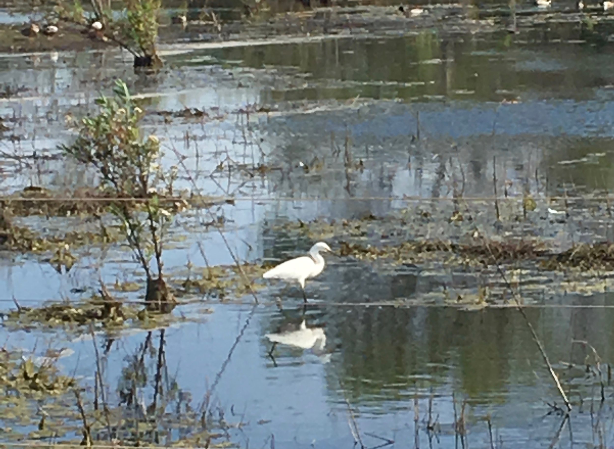 Egret at Madrona Marsh_hb_IMG_1087.jpg