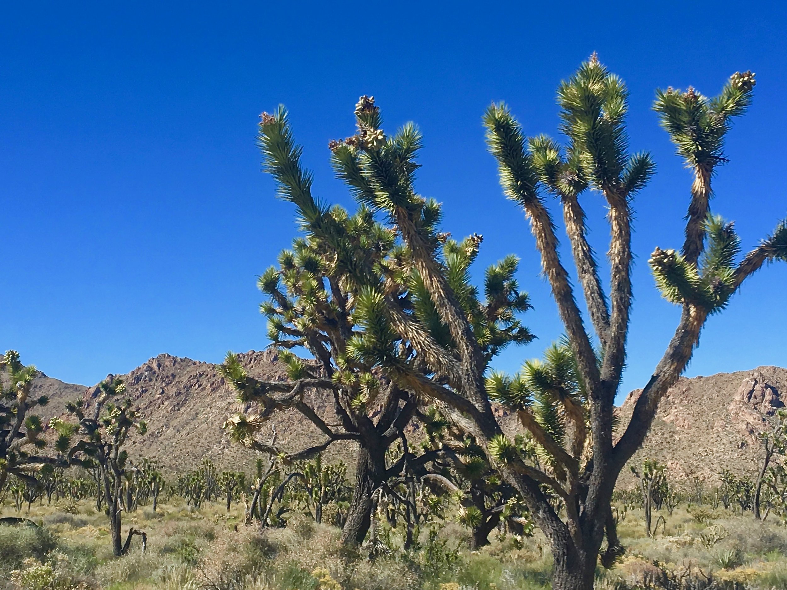 Mojave National Preserve_Joshua_hbIMG_3097.jpg