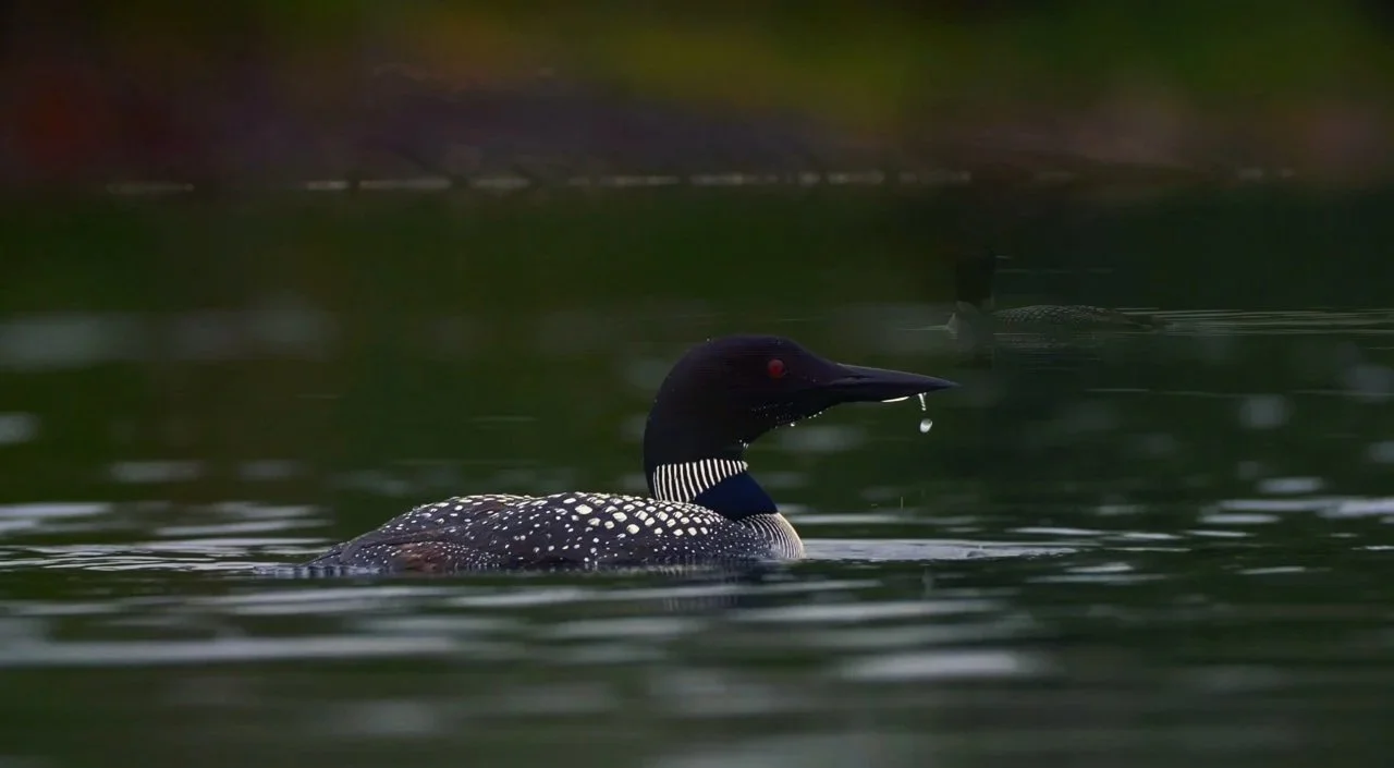 Adirondack Screenshot Loon_1280.jpg