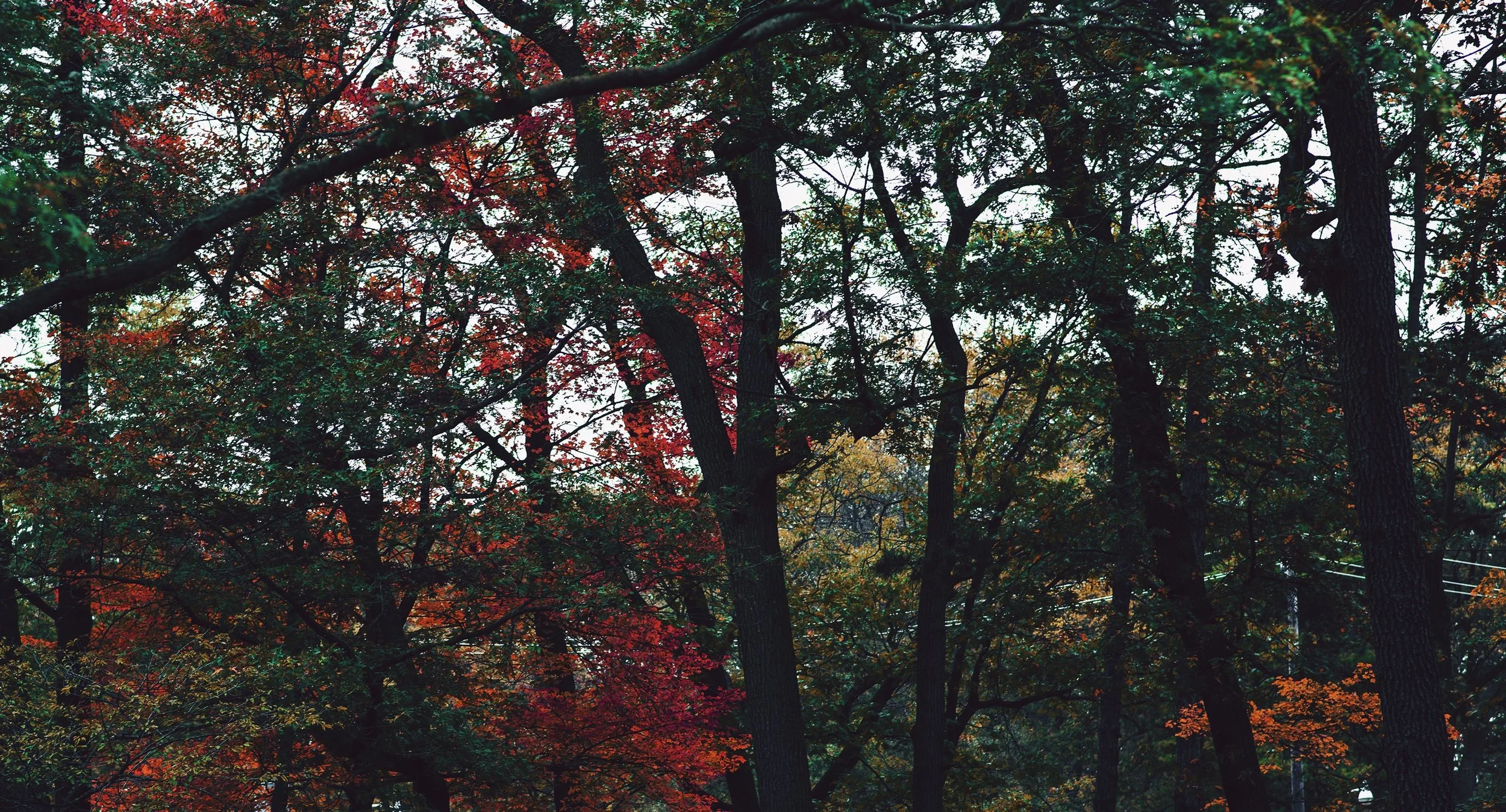 bright-red-leaves-with-green_4460x4460.jpg