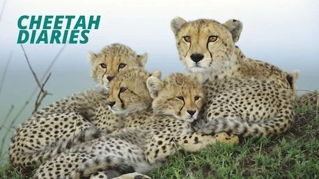 The Cheetah Diaries