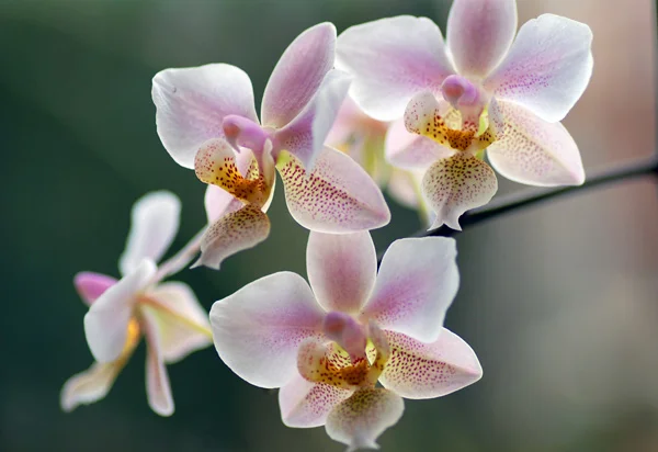 noosa-celebrant-funeral_flower.jpg