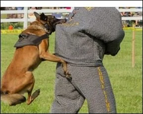 k-9 attack.jpg