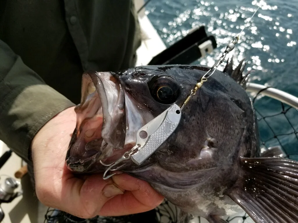 Once Upon A Time There Was A Spyderco Lure&nbsp;