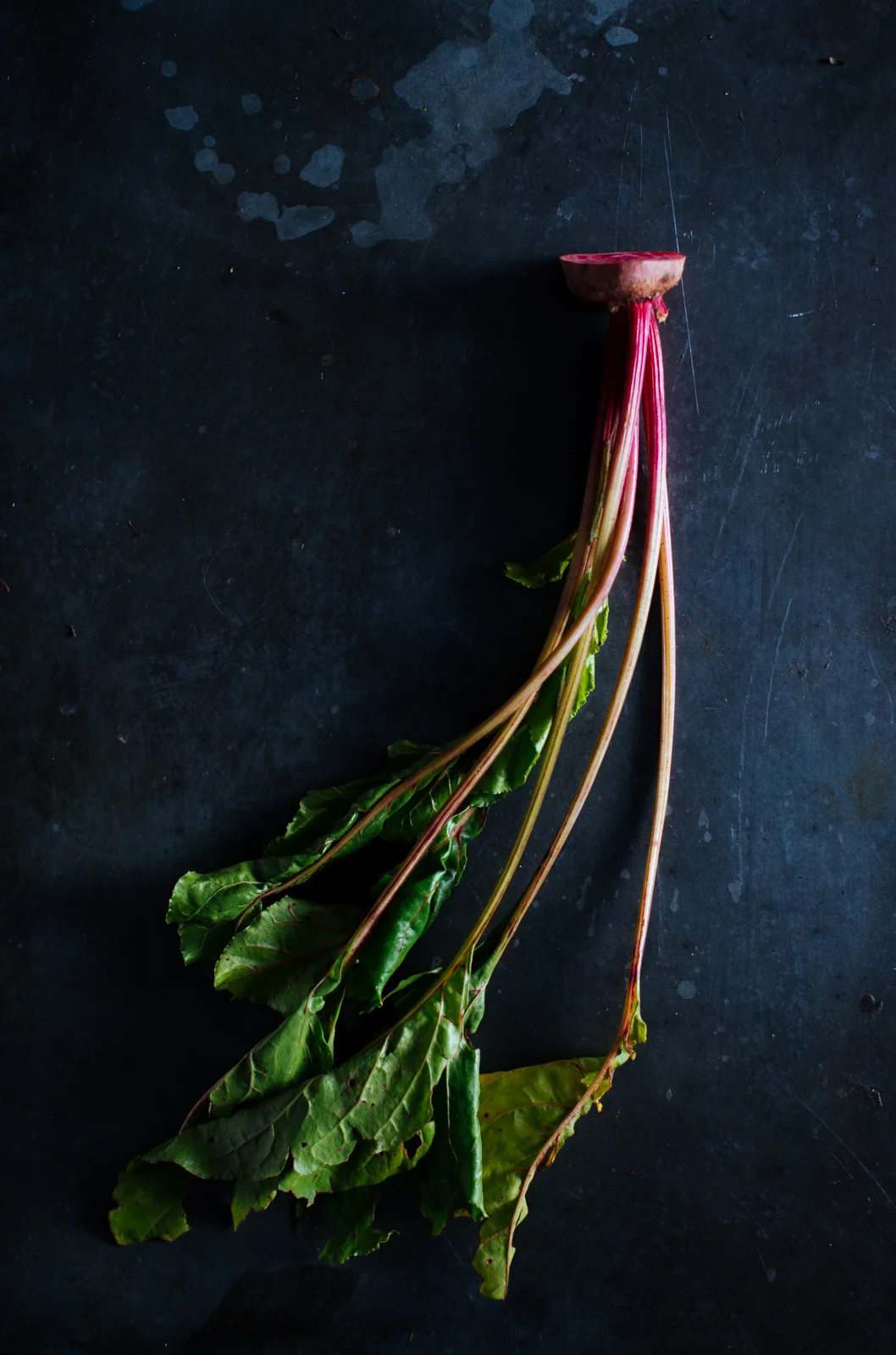 fc5916b383012555-fennel-7.jpg