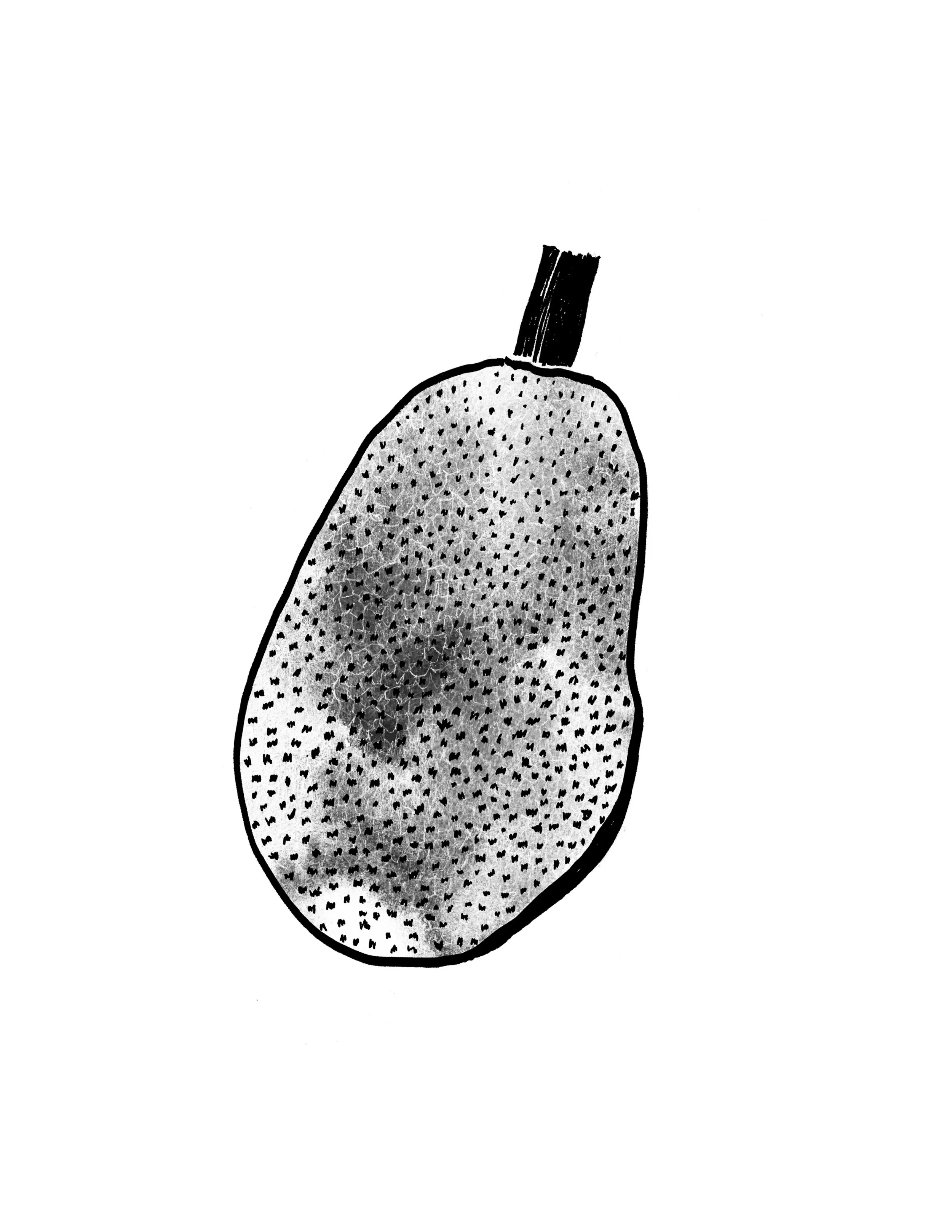 Jack Fruit_WC.jpg