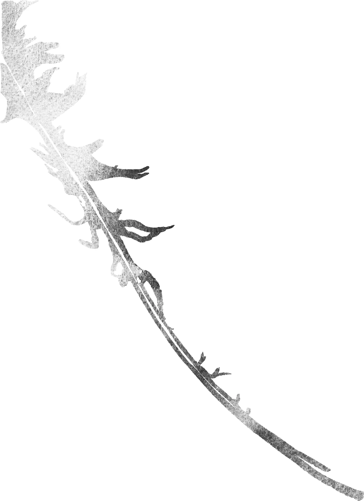 WC_Dandelion.jpg