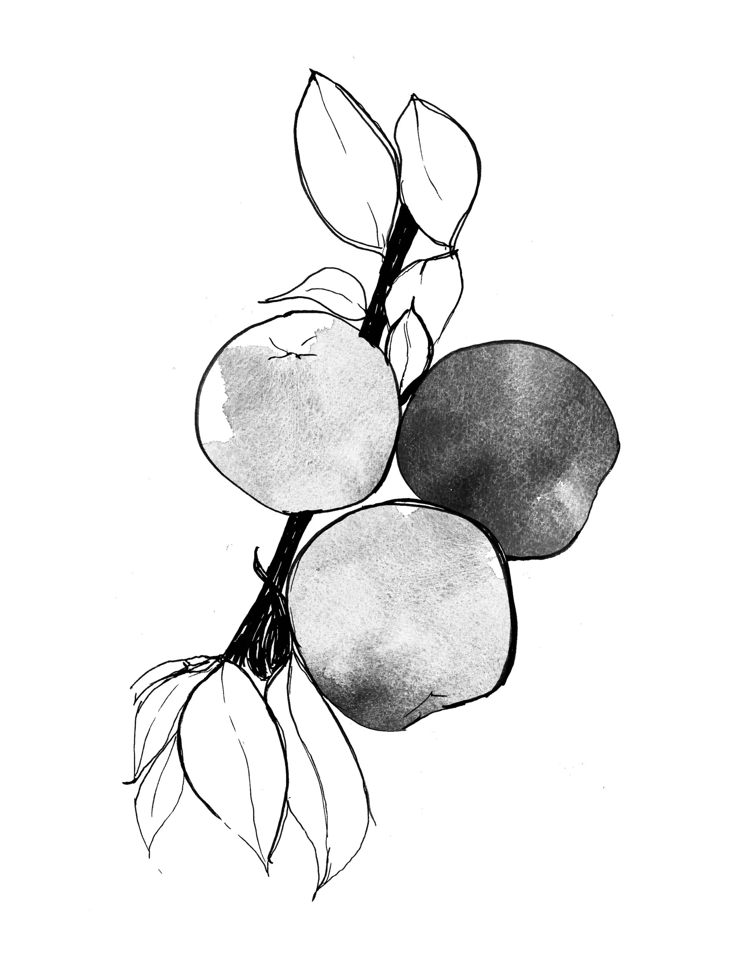Nectarine A.jpg