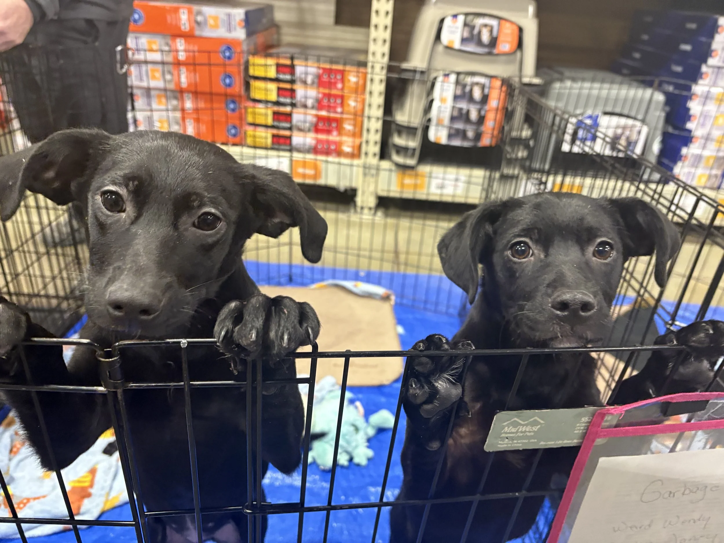 “My Furry Valentine” Prepares to Play Matchmaker for Animals and Their Forever Homes By Sarah Kennel